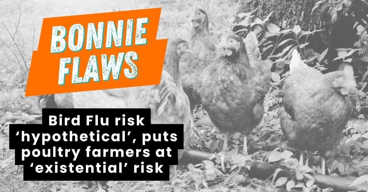 Blog-Bonnie Flaws_Birdflu Blog-Bonnie Flaws_Birdflu